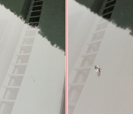 rénovation pare-brise